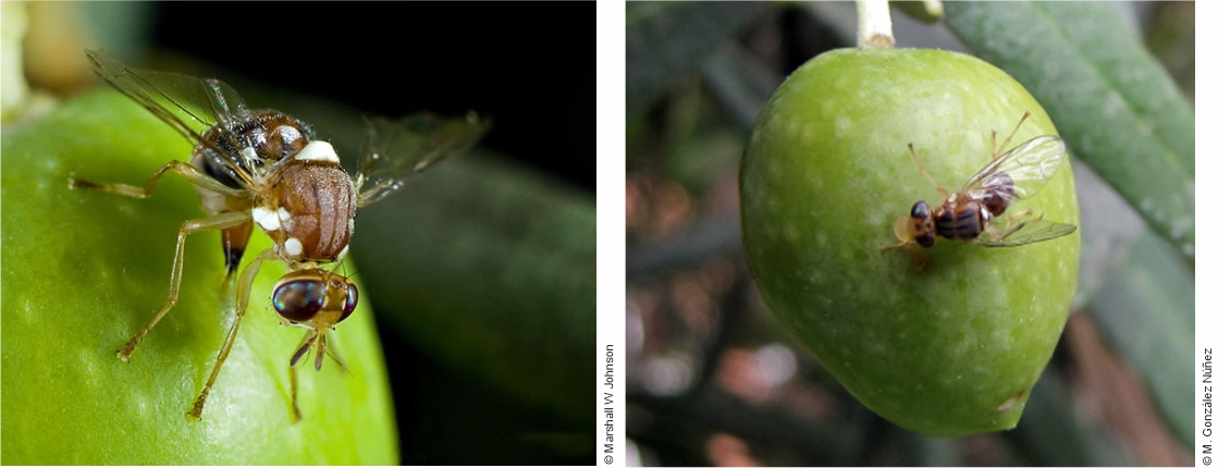 Dacus adult (Bactrocera) oleae