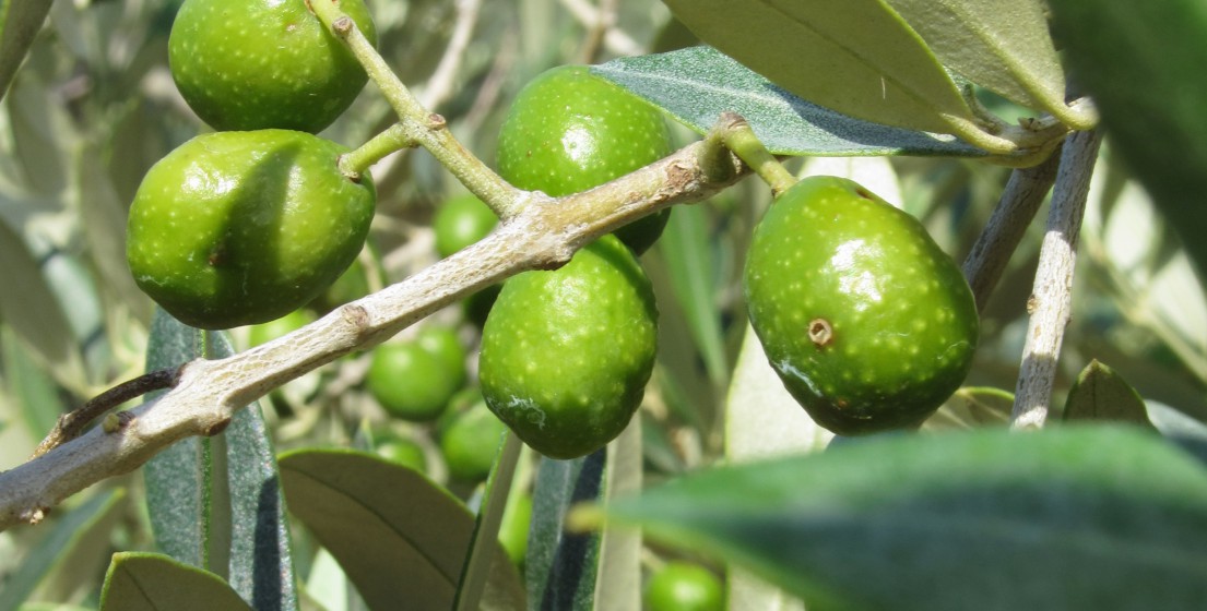 Damage to the olive tree