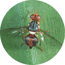 Dacus (Bactrocera) oleae