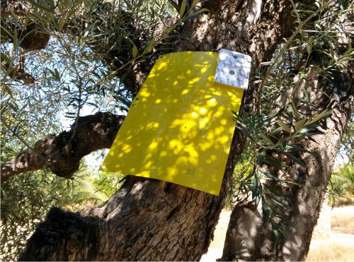 Olive tree trap